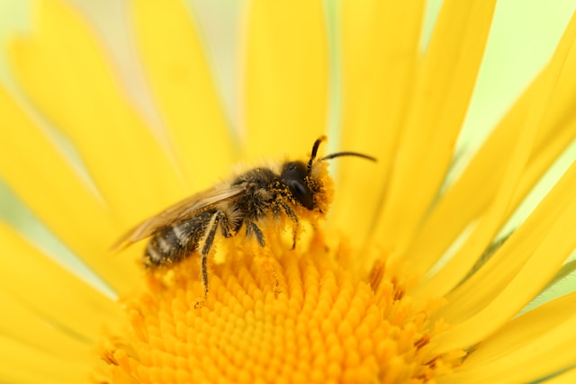 Abeja